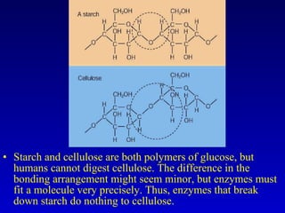 Starch and cellulose are both polymers of glucose, but humans cannot digest cellulose. The difference in the bonding arrangement might seem minor, but enzymes must fit a molecule very precisely. Thus, enzymes that break down starch do nothing to cellulose. 