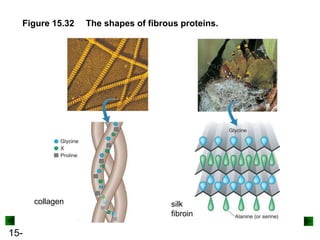 15-
collagen silk
fibroin
Figure 15.32 The shapes of fibrous proteins.
 