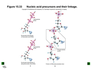 15-
Figure 15.33 Nucleic acid precursors and their linkage.
 