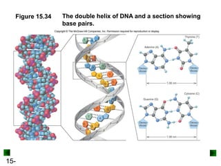 15-
Figure 15.34 The double helix of DNA and a section showing
base pairs.
 