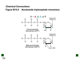 15-
Chemical Connections
Figure B15.5 Nucleoside triphosphate monomers.
Chemical Connections
Figure B15.5 Nucleoside triphosphate monomers.
 