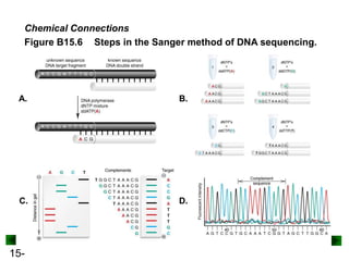15-
A. B.
C. D.
Chemical Connections
Figure B15.6 Steps in the Sanger method of DNA sequencing.
 