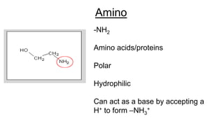 Amino
-NH2
Amino acids/proteins
Polar
Hydrophilic
Can act as a base by accepting a
H+ to form –NH3
+
 