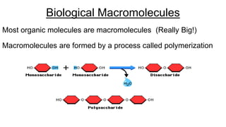 Most organic molecules are macromolecules (Really Big!)
Macromolecules are formed by a process called polymerization
Biological Macromolecules
 