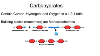 Carbohydrates
Contain Carbon, Hydrogen, and Oxygen in a 1:2:1 ratio
Building blocks (monomers) are Monosaccharides
 