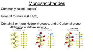 Monosaccharides
Commonly called “sugars”
General formula is (CH2O)n
Contain 2 or more Hydroxyl groups, and a Carbonyl group
Aldehyde = aldose sugars
Ketone = ketose sugars
 