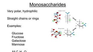 Very polar, hydrophilic
Straight chains or rings
Examples:
Glucose
Fructose
Galactose
Mannose
Monosaccharides
 