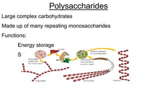 Polysaccharides
Large complex carbohydrates
Made up of many repeating monosaccharides
Functions:
Energy storage
Structural molecules used to build cells/tissues
 