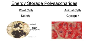 Energy Storage Polysaccharides
Plant Cells Animal Cells
Starch Glycogen
 