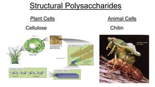 Structural Polysaccharides
Plant Cells Animal Cells
Cellulose Chitin
 
