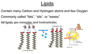 Lipids
Contain many Carbon and Hydrogen atoms and few Oxygen
Commonly called “fats”, “oils”, or “waxes”
All lipids are nonpolar and hydrophobic
 