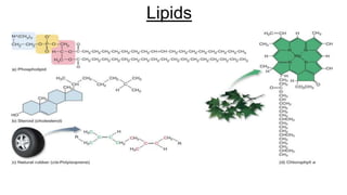 Lipids
 