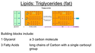 Lipids: Triglycerides (fat)
Building blocks include:
1 Glycerol a 3 carbon molecule
3 Fatty Acids long chains of Carbon with a single carboxyl
group
 