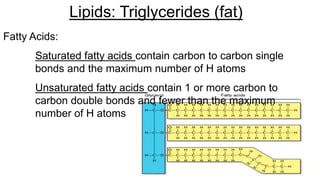 Lipids: Triglycerides (fat)
Fatty Acids:
Saturated fatty acids contain carbon to carbon single
bonds and the maximum number of H atoms
Unsaturated fatty acids contain 1 or more carbon to
carbon double bonds and fewer than the maximum
number of H atoms
 
