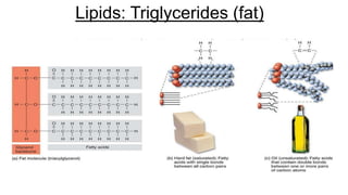 Lipids: Triglycerides (fat)
 