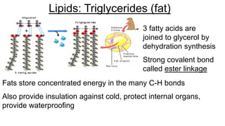 Lipids: Triglycerides (fat)
3 fatty acids are
joined to glycerol by
dehydration synthesis
Strong covalent bond
called ester linkage
Fats store concentrated energy in the many C-H bonds
Also provide insulation against cold, protect internal organs,
provide waterproofing
 