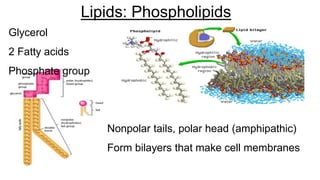 Lipids: Phospholipids
Glycerol
2 Fatty acids
Phosphate group
Nonpolar tails, polar head (amphipathic)
Form bilayers that make cell membranes
 