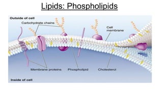 Lipids: Phospholipids
 