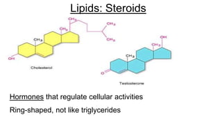 Lipids: Steroids
Hormones that regulate cellular activities
Ring-shaped, not like triglycerides
 