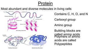 Protein
Most abundant and diverse molecules in living cells
Contains C, H, O, and N
Carboxyl group
Amino group
Building blocks are
called amino acids
Polymers of amino
acids are called
Polypeptides
 