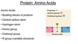 Protein: Amino Acids
Amino Acids:
• Building blocks of proteins
• Central carbon atom
• Hydrogen atom
• Amino group
• Carboxyl group
• R group (variable structure)
 