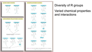 Diversity of R groups
Varied chemical properties
and interactions
 