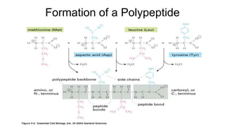 Formation of a Polypeptide
 