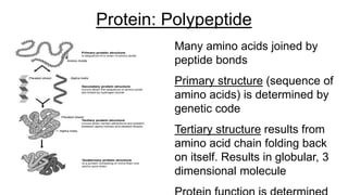 Protein: Polypeptide
Many amino acids joined by
peptide bonds
Primary structure (sequence of
amino acids) is determined by
genetic code
Tertiary structure results from
amino acid chain folding back
on itself. Results in globular, 3
dimensional molecule
 