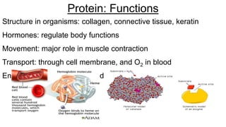 Structure in organisms: collagen, connective tissue, keratin
Hormones: regulate body functions
Movement: major role in muscle contraction
Transport: through cell membrane, and O2 in blood
Enzymes: catalysts that speed up chemical reactions
Protein: Functions
 