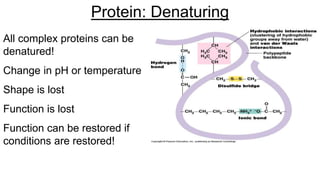 All complex proteins can be
denatured!
Change in pH or temperature
Shape is lost
Function is lost
Function can be restored if
conditions are restored!
Protein: Denaturing
 