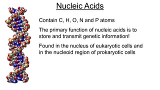 Contain C, H, O, N and P atoms
The primary function of nucleic acids is to
store and transmit genetic information!
Found in the nucleus of eukaryotic cells and
in the nucleoid region of prokaryotic cells
Nucleic Acids
 