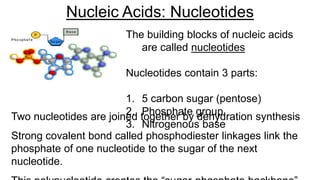 The building blocks of nucleic acids
are called nucleotides
Nucleotides contain 3 parts:
1. 5 carbon sugar (pentose)
2. Phosphate group
3. Nitrogenous base
Nucleic Acids: Nucleotides
Two nucleotides are joined together by dehydration synthesis
Strong covalent bond called phosphodiester linkages link the
phosphate of one nucleotide to the sugar of the next
nucleotide.
 