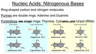 Nucleic Acids: Nitrogenous Bases
Ring-shaped carbon and nitrogen molecules
Purines are double rings: Adenine and Guanine
Pyrimidines are single rings: Thymine, Cytosine, and Uracil (RNA)
 