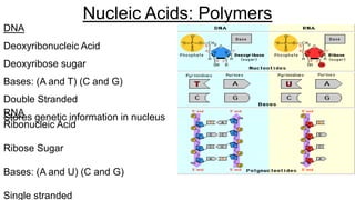 DNA
Deoxyribonucleic Acid
Deoxyribose sugar
Bases: (A and T) (C and G)
Double Stranded
Stores genetic information in nucleus
Nucleic Acids: Polymers
RNA
Ribonucleic Acid
Ribose Sugar
Bases: (A and U) (C and G)
Single stranded
 