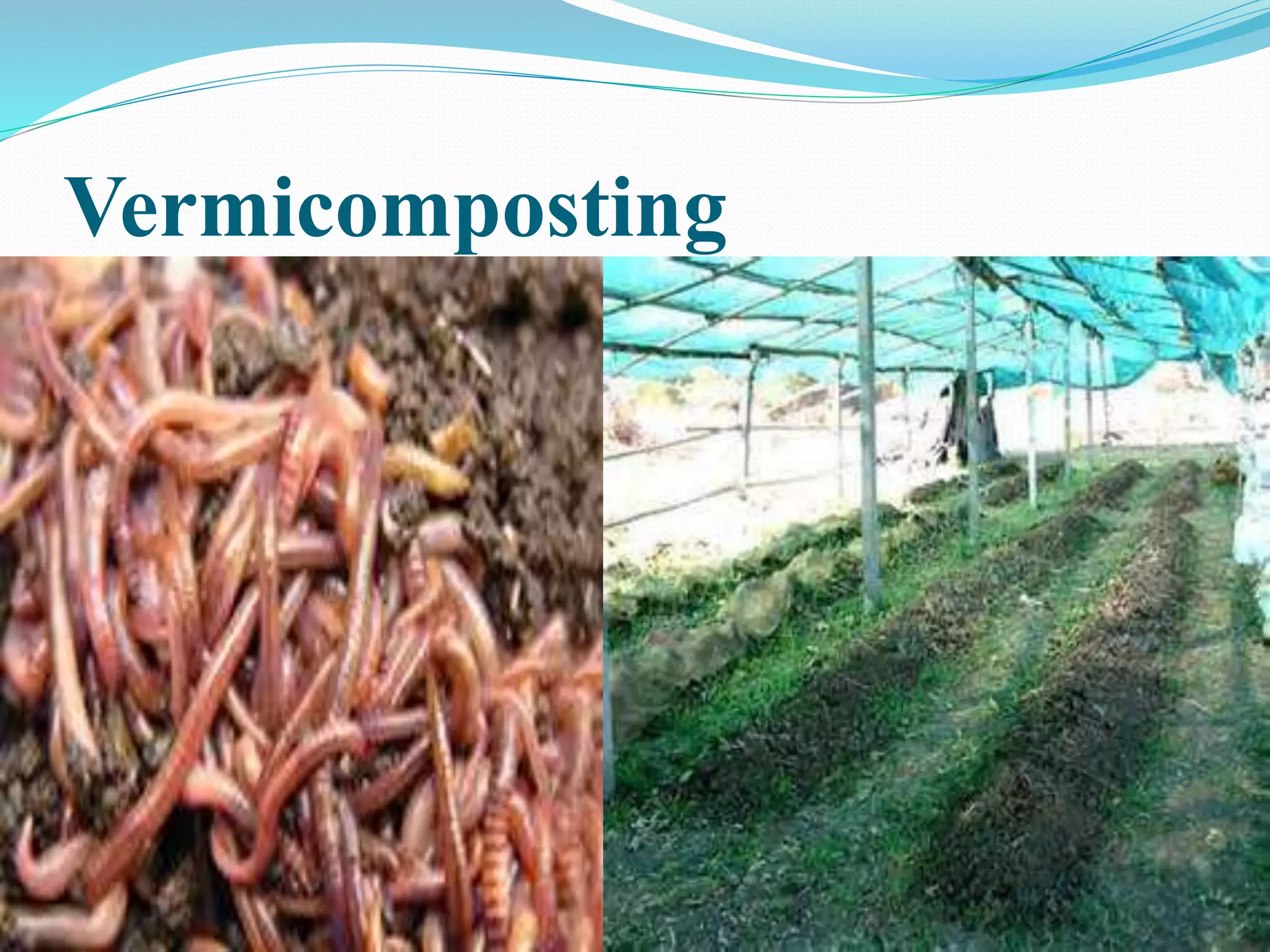 Vermicomposting
 