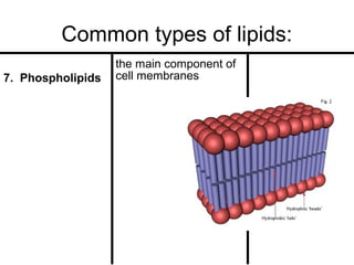 Common types of lipids:
7. Phospholipids

the main component of
cell membranes

 