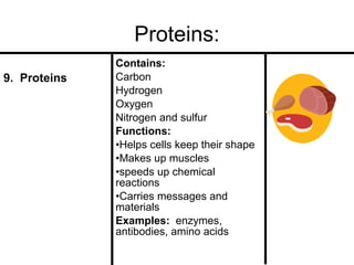 Proteins:
9. Proteins

Contains:
Carbon
Hydrogen
Oxygen
Nitrogen and sulfur
Functions:
•Helps cells keep their shape
•Makes up muscles
•speeds up chemical
reactions
•Carries messages and
materials
Examples: enzymes,
antibodies, amino acids

 