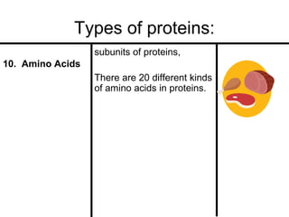 Types of proteins:
subunits of proteins,
10. Amino Acids
There are 20 different kinds
of amino acids in proteins.

 