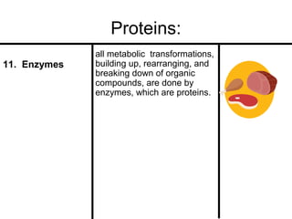 Proteins:
11. Enzymes

all metabolic transformations,
building up, rearranging, and
breaking down of organic
compounds, are done by
enzymes, which are proteins.

 