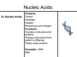 Nucleic Acids:
12. Nucleic Acids

Contains:
Carbon
Hydrogen
Oxygen
Phosphorus and nitrogen
Functions:
•Contains instructions for
proteins
•Passes instructions from
parent to offspring
•Helps make proteins
Examples: DNA
RNA

 