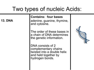Two types of nucleic Acids:
13. DNA

Contains: four bases
adenine, guanine, thymine,
and cytosine.
The order of these bases in
a chain of DNA determines
the genetic information.
DNA consists of 2
complementary chains
twisted into a double helix
and held together by
hydrogen bonds.

 