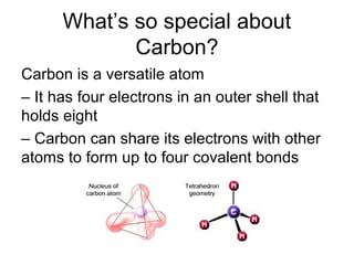 What’s so special about
Carbon?
Carbon is a versatile atom
– It has four electrons in an outer shell that
holds eight
– Carbon can share its electrons with other
atoms to form up to four covalent bonds

 