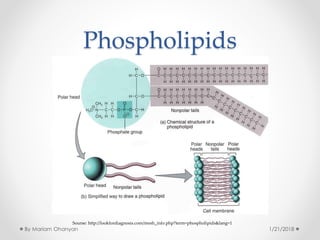 Phospholipids
Sourse: http://lookfordiagnosis.com/mesh_info.php?term=phospholipids&lang=1
1/21/2018By Mariam Ohanyan
 