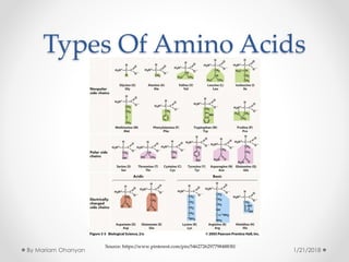 Types Of Amino Acids
Source: https://www.pinterest.com/pin/546272629779848830/
1/21/2018By Mariam Ohanyan
 