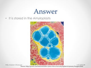 Answer
• It is stored in the Amyloplasts
Source: http://pixels.com/featured/false-colour-tem-of-an-amyloplast-dr-jeremy-burgess.html
1/21/2018By Mariam Ohanyan
 