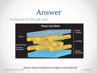 Answer
• It is found in the cell wall.
Source: http://wallyplant.wordpress.com/cellwall/
1/21/2018By Mariam Ohanyan
 