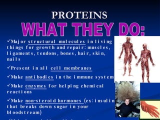 PROTEINS Major  structural molecules  in living things for growth and repair: muscles, ligaments, tendons, bones, hair, skin, nails Present in all  cell membranes   Make  antibodies  in the immune system Make  enzymes  for helping chemical reactions Make  non-steroid hormones  (ex: insulin that breaks down sugar in your bloodstream) Make  hemoglobin , which carries oxygen in your blood WHAT THEY DO: 