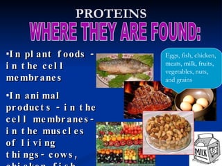 PROTEINS WHERE THEY ARE FOUND: In plant foods - in the cell membranes  In animal products - in the cell membranes- in the muscles of living things- cows, chicken, fish… Eggs, fish, chicken, meats, milk, fruits, vegetables, nuts, and grains 