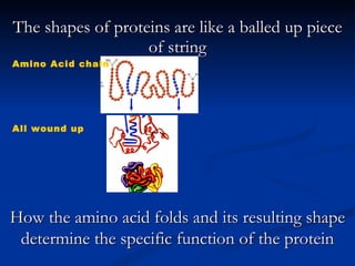 The shapes of proteins are like a balled up piece of string Amino Acid chain  All wound up How the amino acid folds and its resulting shape determine the specific function of the protein 