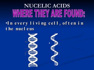 NUCELIC ACIDS WHERE THEY ARE FOUND: In every living cell, often in the nucleus 